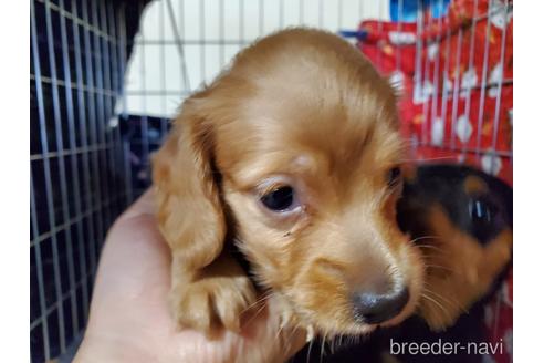 成約済の愛知県のミニチュアダックスフンド(ロングヘアード)-161762の4枚目